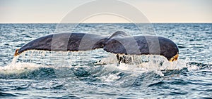 Tail fin of the mighty humpback whale above  surface of the ocean. Scientific name: Megaptera novaeangliae. Natural habitat. photo