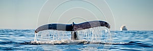 Tail fin of the mighty humpback whale above  surface of the ocean. Scientific name: Megaptera novaeangliae. Natural habitat. photo