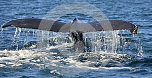 Tail fin of the mighty humpback whale Megaptera novaeangliae. photo