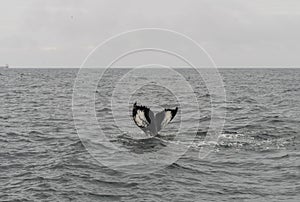 Tail fins of a diving humpback