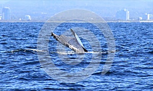 Tail fins of Hump Back Whale Australia