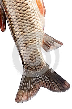 The tail of the fish carp isolated