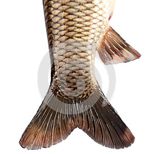 The tail of the fish carp isolated