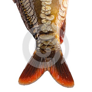 The tail of the fish carp isolated