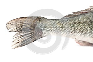 Tail fish