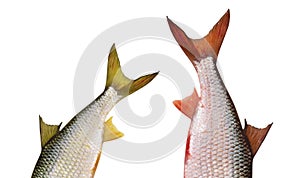 Tail of a fish on white