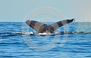 Tail fluke of diving humpback whale
