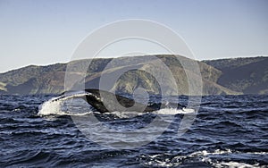 Tail Fluke Of A Humpback Whale Along The Coastline South Africa