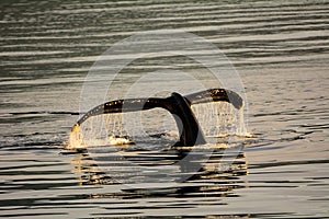 Tail fluke of a Humpback whale diving