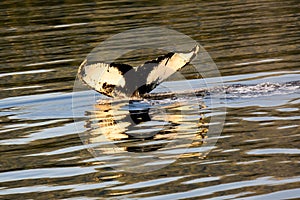 Tail fluke and reflection of a Humpback Whale