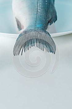 Tail of fresh seabass fish on a white plate. Minimal food concept