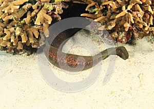 Tail of Giant estuarine moray