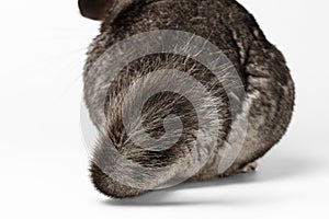 Tail of Gray Chinchilla on white