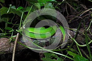 A tail of green snake on the tree