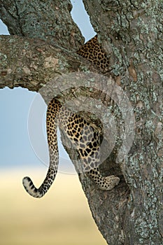 Tail and hindquarters of leopard climbing tree