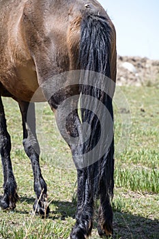 Tail of a Horse in Kalajun Grassland