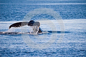 Tail of Humpback whale