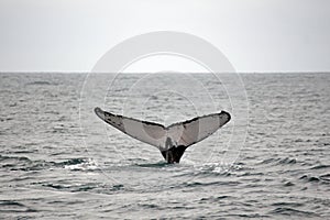 Tail of a humpback whale