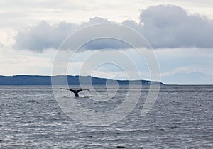 Tail of Humpback whale