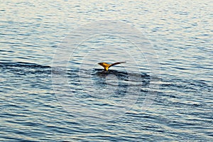 The tail of a Humpback Whale