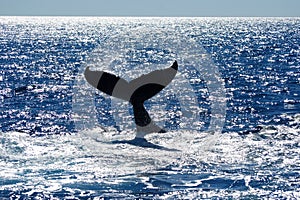 Tail of Humpback Whale