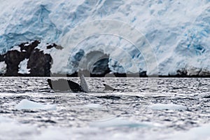 Tail of a humpback whale in the Antarctic