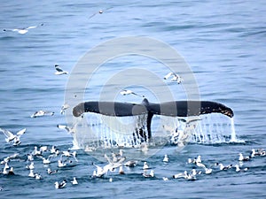 The tail of a Humpback Whale in Arctic Ocean