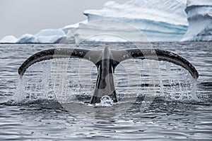 Tail of a Humpback whale as it dives in the ice filled water of Antarctica