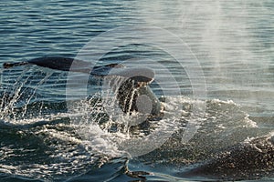 The tail of a Humpback Whale diving