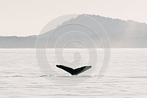 Tail of humpback whale, diving into sea water