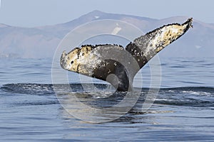 Tail humpback whale diving into the waters of the Pacific Ocean