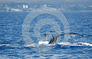 Tail Humpback Whale with island