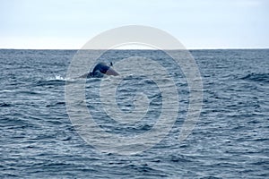 Tail of a humpback whale in Machalilla National Park