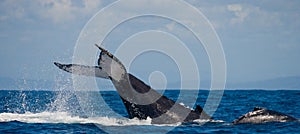 The tail of the humpback whale. Madagascar. St. Mary`s Island.