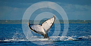 The tail of the humpback whale. Madagascar. St. Mary`s Island.