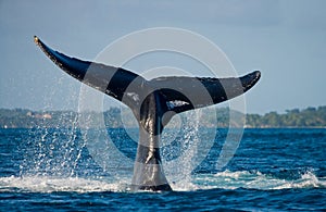 The tail of the humpback whale. Madagascar. St. Mary`s Island.