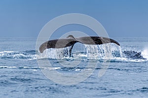 The tail of the humpback whale Megaptera novaeangliae. Madagascar. St. Mary`s Island.