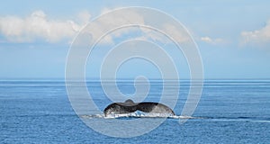 The Tail Of A Humpback Whale (Megaptera Novaeangliae) photo