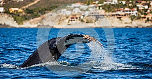 Tail of the humpback whale. Mexico.