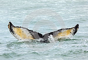 Tail of humpback whale in Pacific Ocean. Water area near Kamchatka Peninsula.