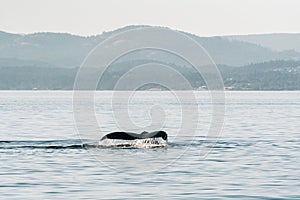 Tail of the humpback whale, swimming underwater