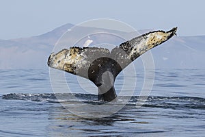 Tail humpback whale who dives into the water on the background o