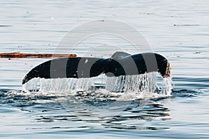 Tail of killer whale in motion