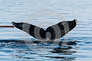 Tail of killer whale swimming underwater