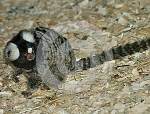 Tail of the Marmoset monkey