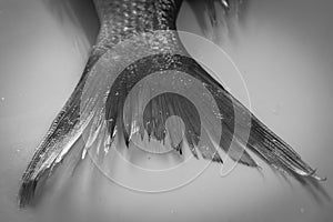 Tail of raw saltwater fish