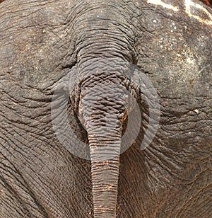 Tail rear elephant