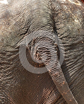 Tail rear elephant