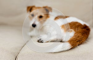 Tail of a resting lazy dog puppy