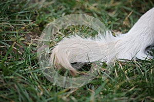 Tail of Sara Labrador retriever puppy on green grass